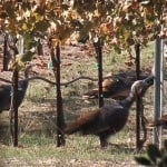 Mendocino - turkeys