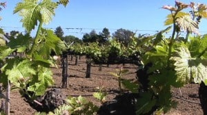 Salvestrin Winery - Vineyard
