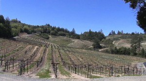 Schweigher Vineyards - Napa Valley
