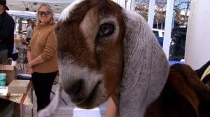 February '11 - Haven - Farmers' Market - Goat