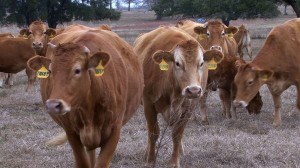 February '11 - Heartbrand - BBQ - Cows