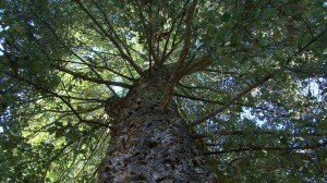 April '11 - Ferrari Carano - Cork Tree