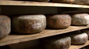 April '11 - Homestead - Cheese