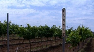 Bending Branch vineyard