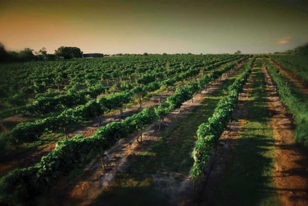 Spectacular Wineries of Texas