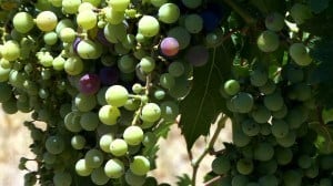 Grape Creek Vineyards - Grapes
