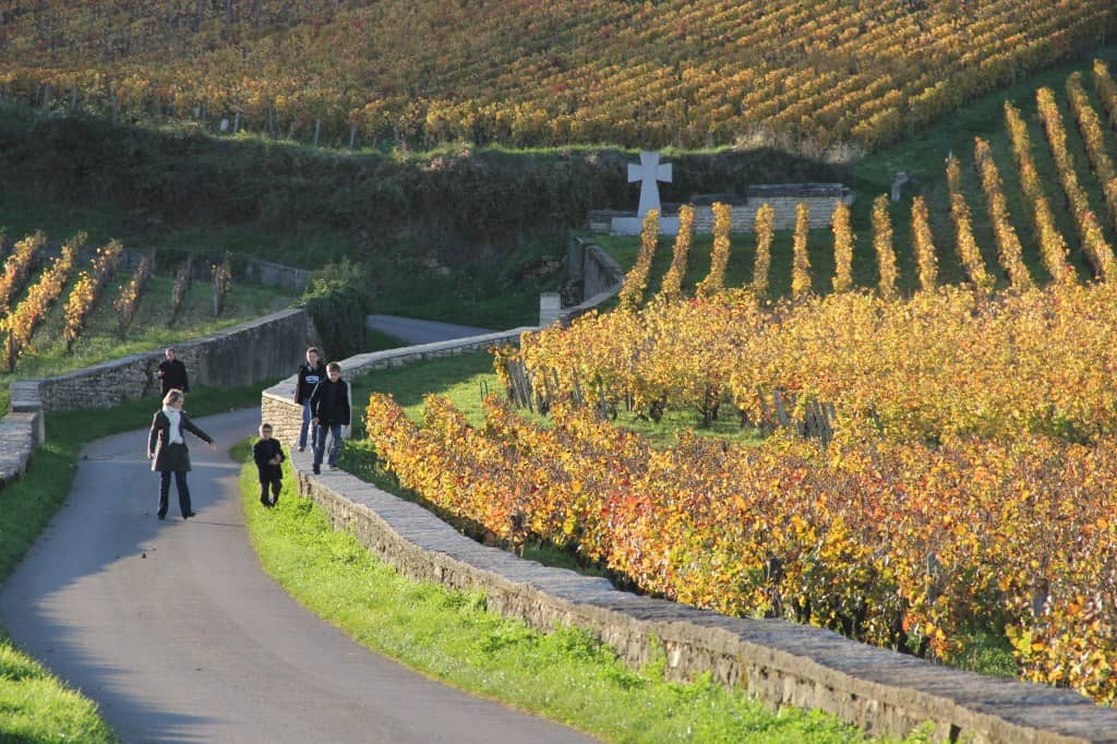 Among the Vineyards at Vosne-Romanée