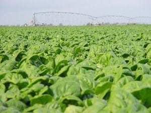 winter-garden-produce