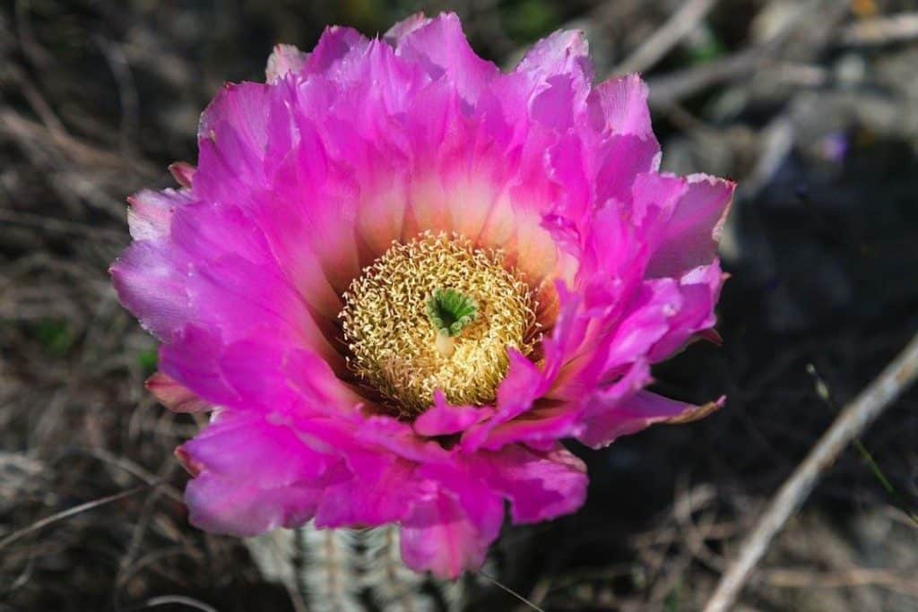 cactus-flower-1915