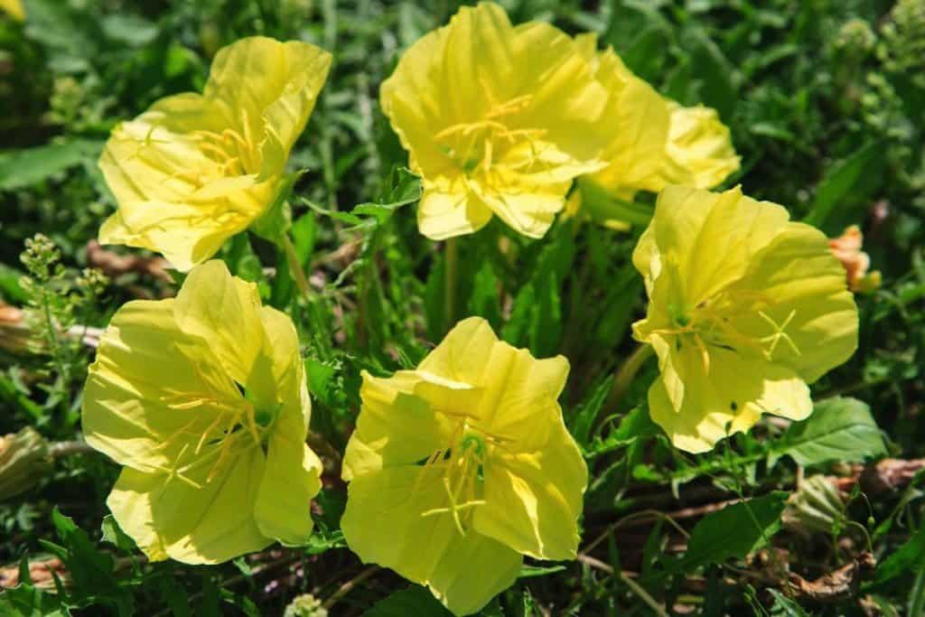 yellow-evening-primrose