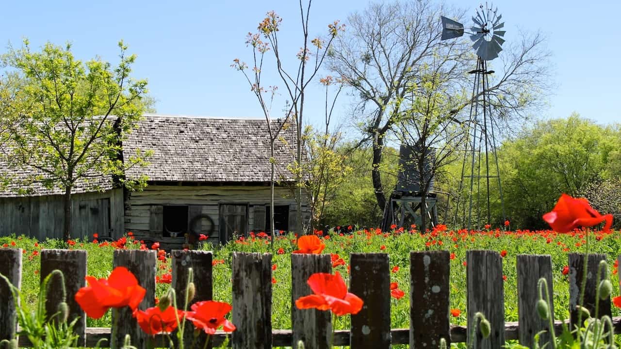 tx hill country - Where to Dine for Dazzling Wildflowers!