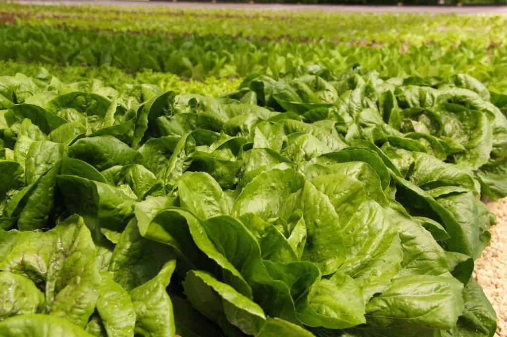 urban-produce5