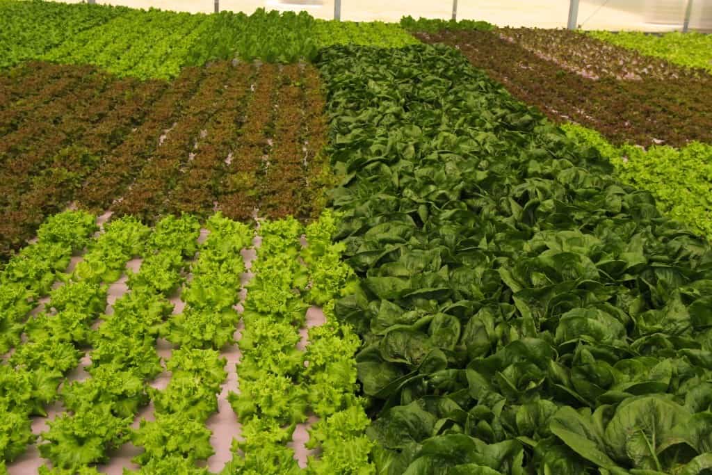 urban-produce-lettucefield
