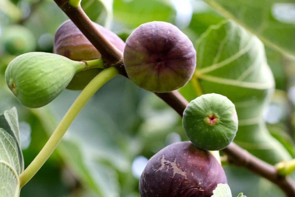 Figs Rippening in the Jordan Winery Garden