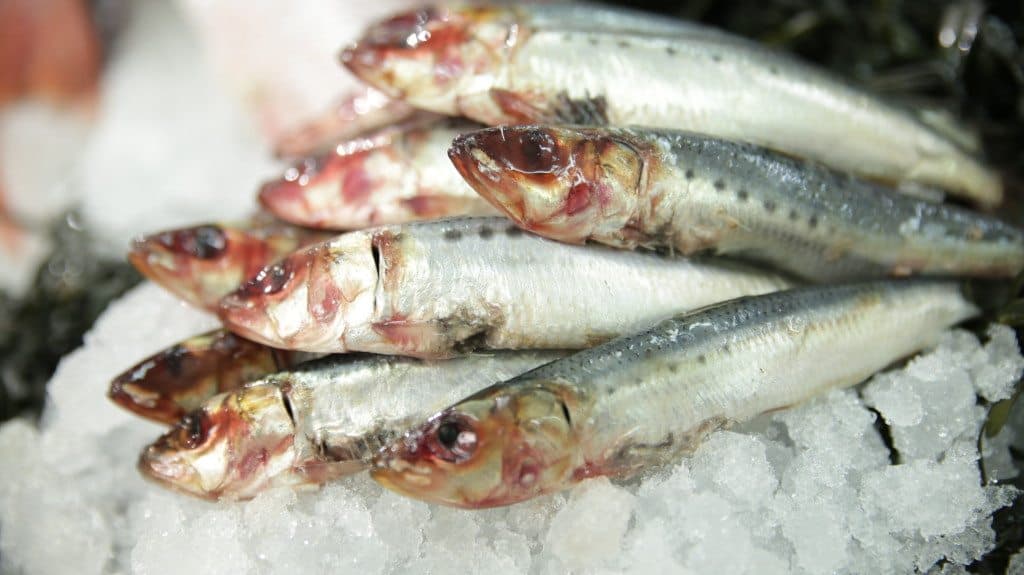 Saiden Fish The Right Fish to Get Fit! - Goodtaste with Tanji