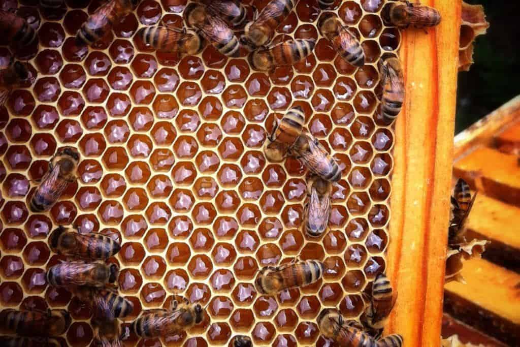 Honeycomb