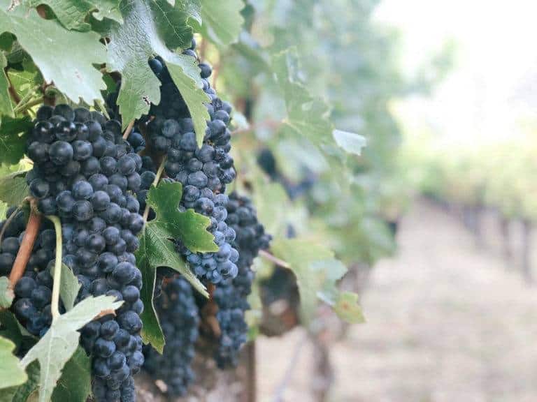 grapes 768x576 - The Goodtaste Guide to Napa