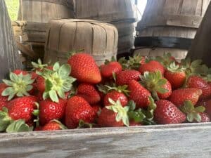 five cousins' strawberry patch five cousins' strawberry patch