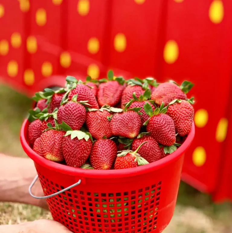 pecan creek strawberry farm