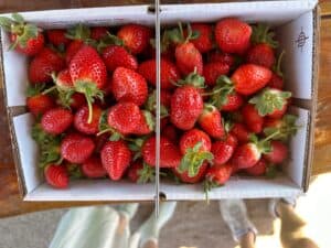 sweet berry farm sweet berry farm